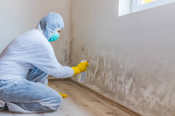 Licensed Commercial Mold Remediation service in Oldtown, MD - WQB Mold Removal