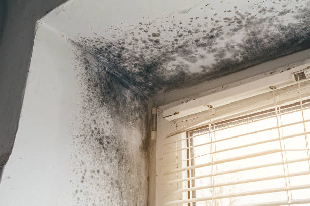 Affordable Commercial Mold Remediation solutions in Oldtown, MD